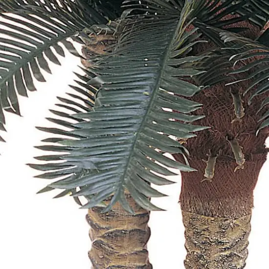 6ft. Sago Palm Double Tree in Wicker Basket Pot {3}