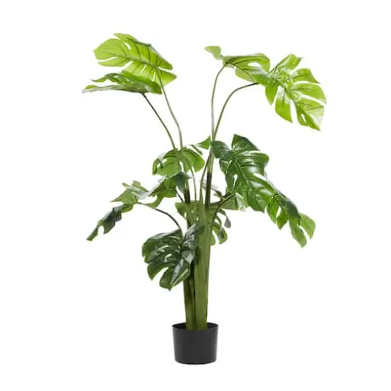 4.5ft. Potted Monstera Plant {3}