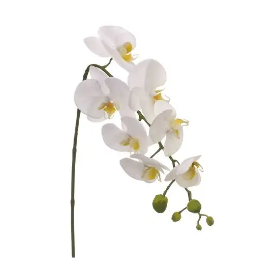 White Phalaenopsis Orchid Spray {1}