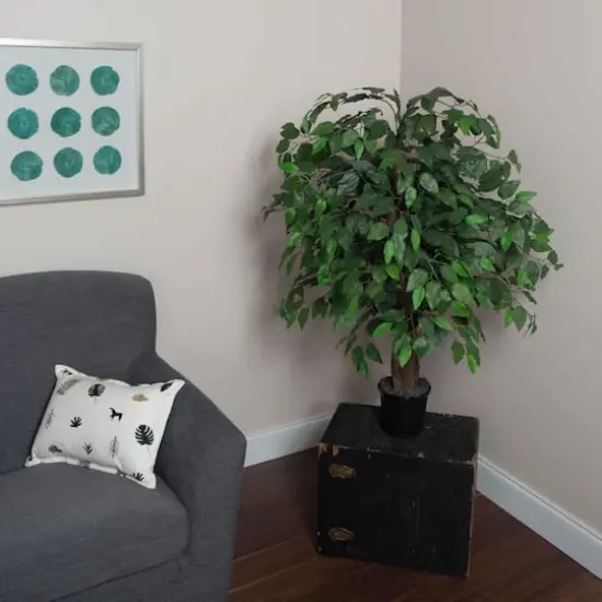 4ft. Potted Lush Green Ficus Bush {3}