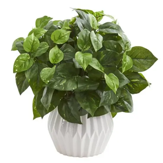 16in. Pothos Plant in White Ceramic Vase {1}