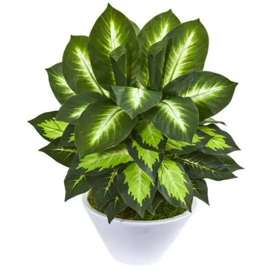 21" Golden Dumb Cane in White Planter {1}