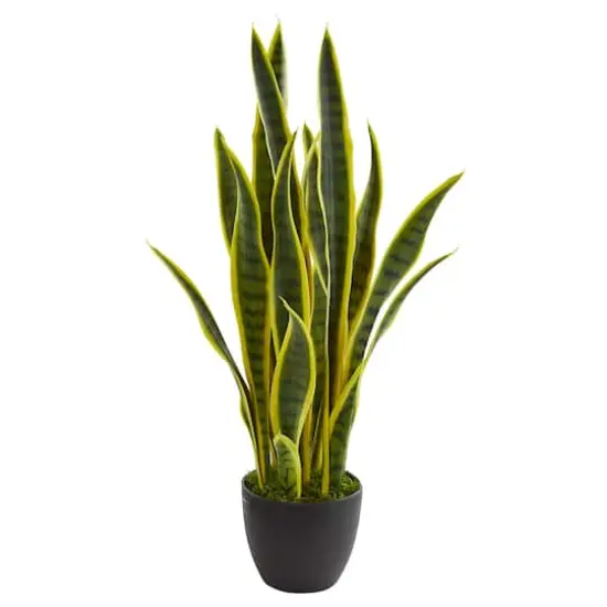 26in. Potted Sansevieria Plant {1}