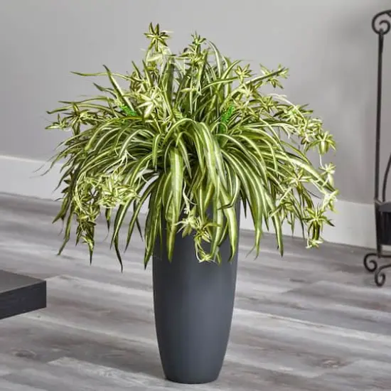2.75ft. Spider Plant in Gray Cylinder Planter {4}
