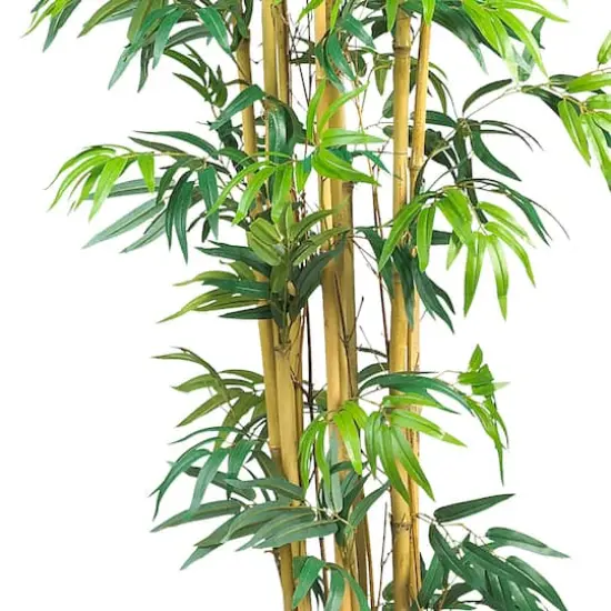 6ft. Potted Bambusa Bamboo Silk Tree {4}