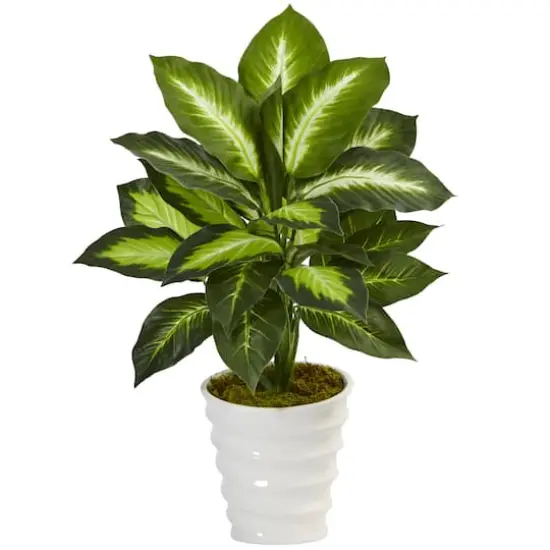 22" Potted Dieffenbachia in White Decorative Planter {1}