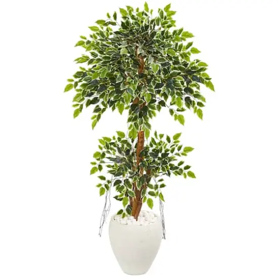 5ft. Variegated Ficus Tree in White Planter {1}