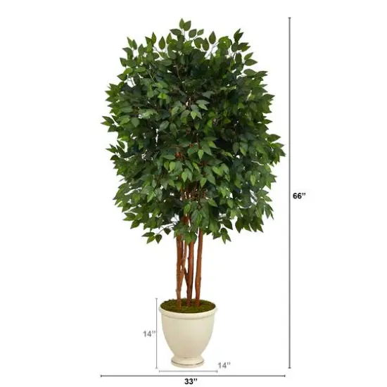 5.5ft. Super Deluxe Ficus Tree in Decorative Urn {3}