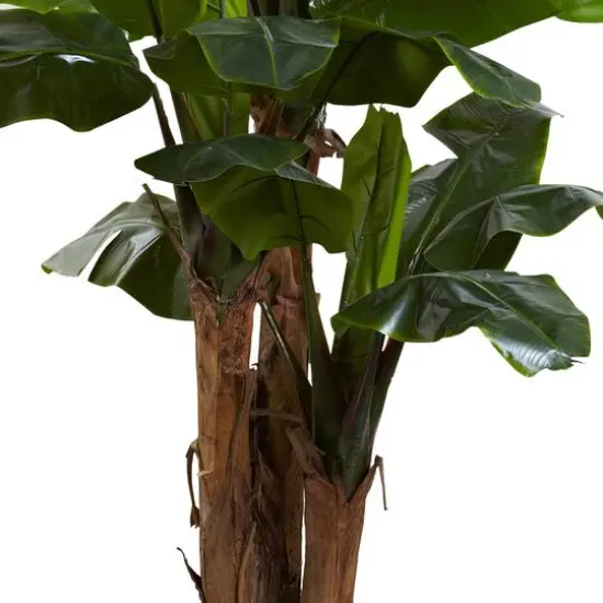 7ft. Potted Giant Triple Stalk Banana Tree {4}