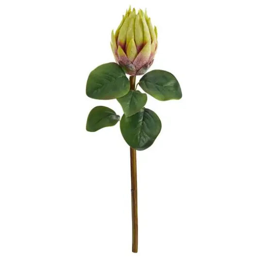 Green King Protea Stem, 4ct. {1}