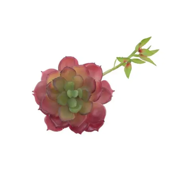 Flora Bunda&reg; Red Echeveria Lola Succulent Pick, 6ct. {1}