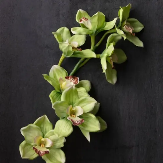 Tropical Cymbidium Stem by Ashland&reg; Pale Green {3}