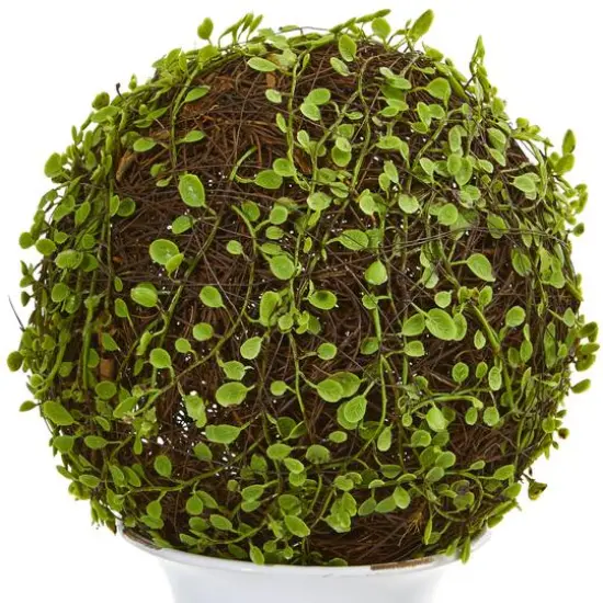 18" Mohlenbechia Ball Topiary in White Urn {3}