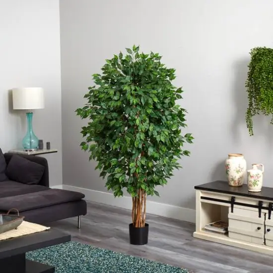 5.5ft. Potted Ficus Tree {8}