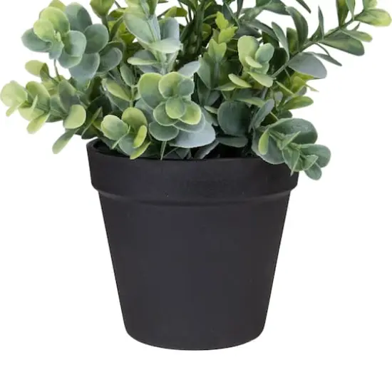10" Green Chinaberry Plant in Black Pot {4}