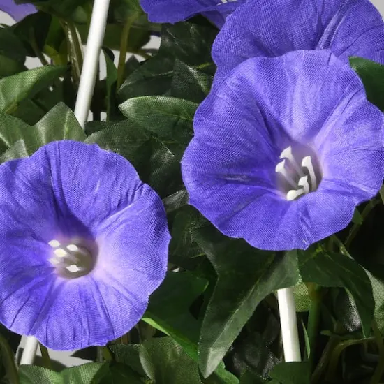 3.5ft. Purple Morning Glory Hanging Plant {6}