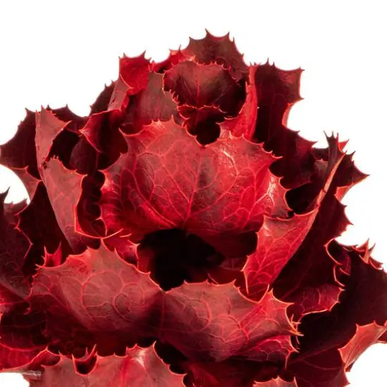 Dried Red Queen Flower Stem {7}