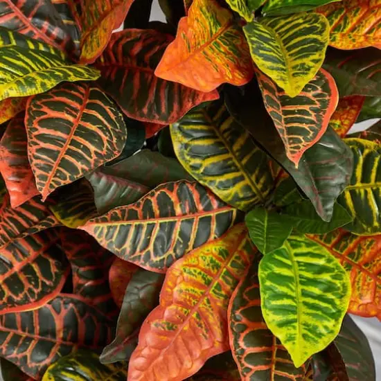 3.5ft. Croton Plant in Terra Cotta Planter {5}