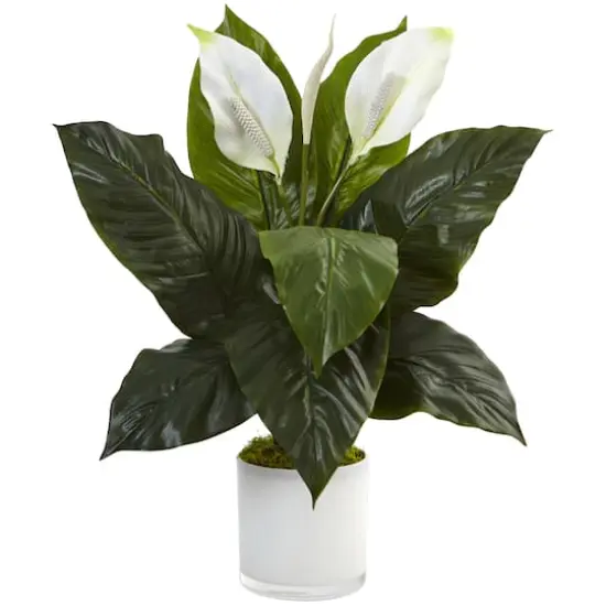 2ft. Peace Lily Plant in Glossy Glass Planter {1}