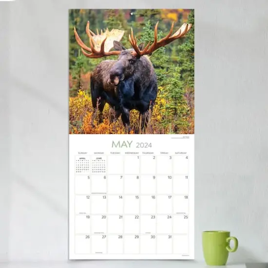 TF Publishing 2024 Wild Wall Calendar {5}