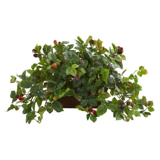 16" Raspberry Plant in Decorative Planter {1}