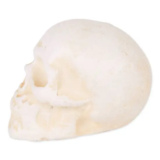 DII&reg; Human Skull Cast Iron Paperweight {3}