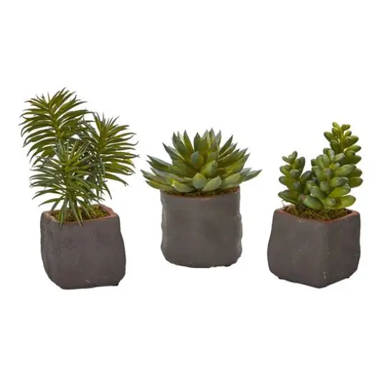 8" Succulent Trio in Gray Planter {1}