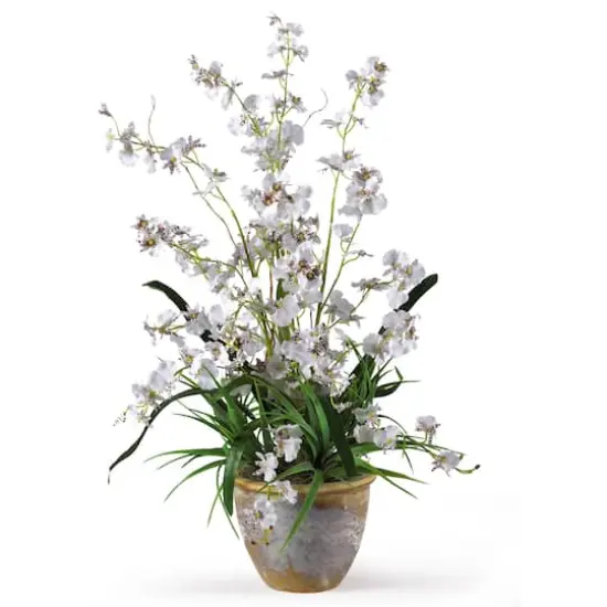 2ft. White Dancing Lady Orchid Arrangement in Ceramic Vase {1}