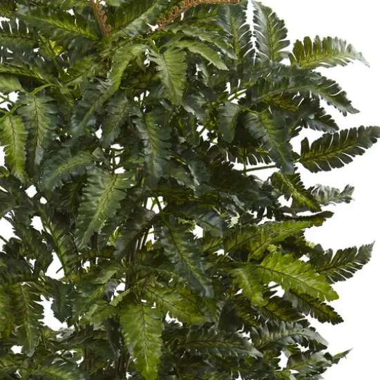 2.5ft. Bracken Fern in Decorative Planter {3}