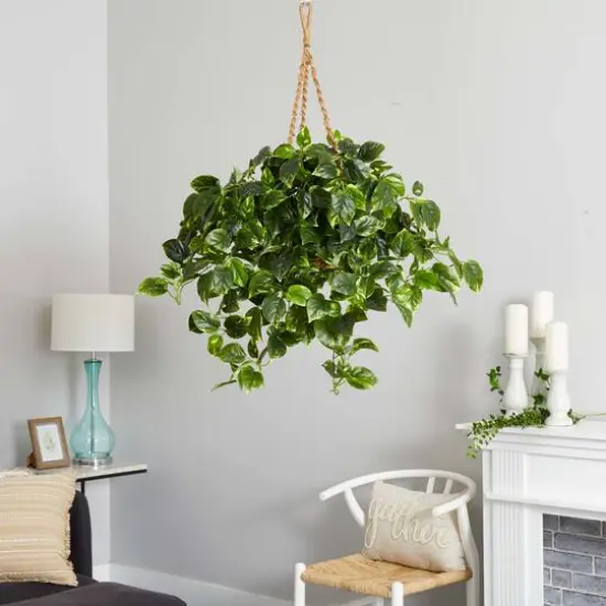 3ft. Pothos Hanging Basket {6}