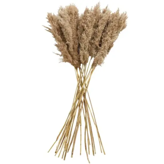 Dried Plant Pampas Natural Foliage with Long Stems Brown {1}