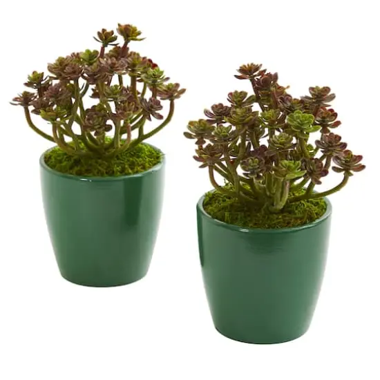 8" Sedum in Green Planter, 2ct. {1}
