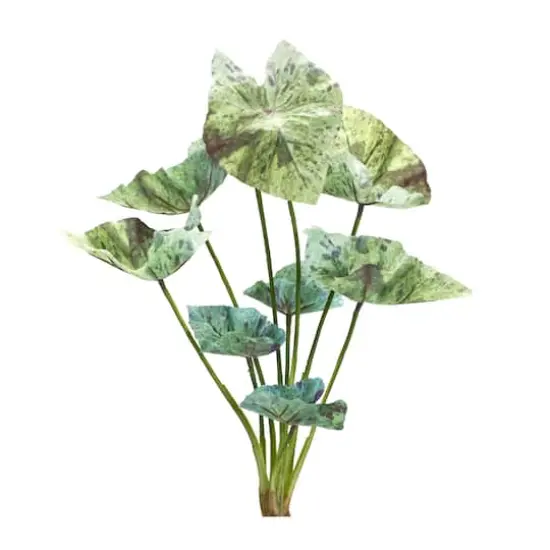 18.5" Green Varigated Caladium Foliage Bushes, 6ct. {1}