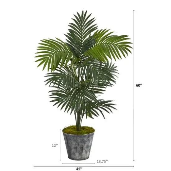 5ft. Kentia Palm Tree in Decorative Tin Bucket {3}