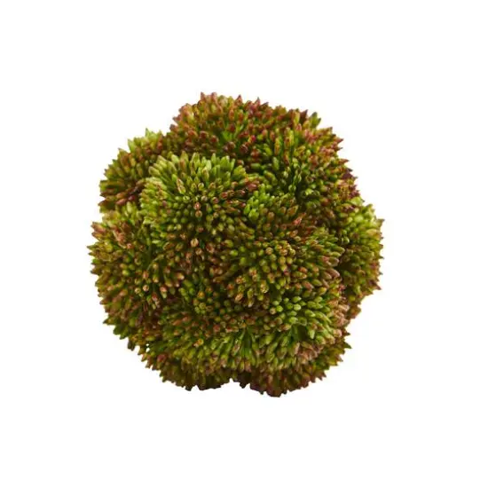 Green Sedum Succulent Spheres, 6ct. {4}
