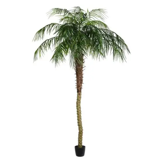 8ft. Potted Phoenix Palm Tree {1}