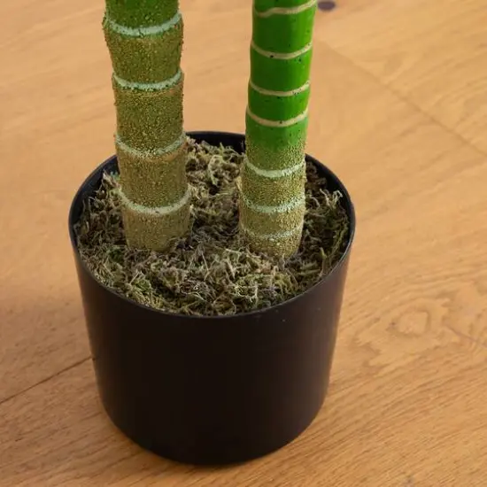 6ft. Potted Double-Stalk Golden Cane Palm Tree {8}