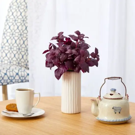 15'' Basil Plant in White Planter {4}