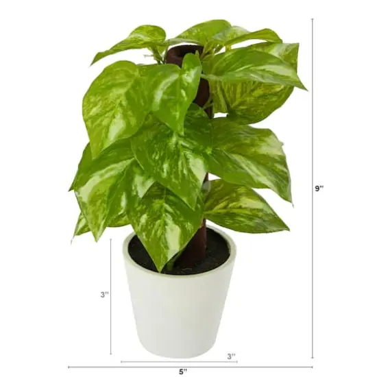 9" Pothos Plant in Decorative White Planter {3}