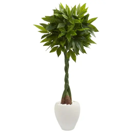 5ft. Money Tree in White Oval Planter {1}