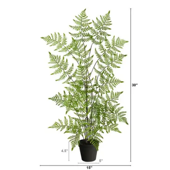 2.5ft. Potted Ruffle Fern Tree {4}