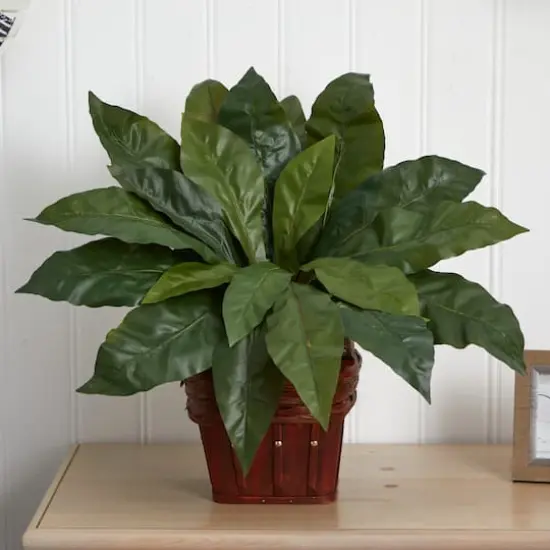 22" Birds Nest Fern with Wicker Basket {4}