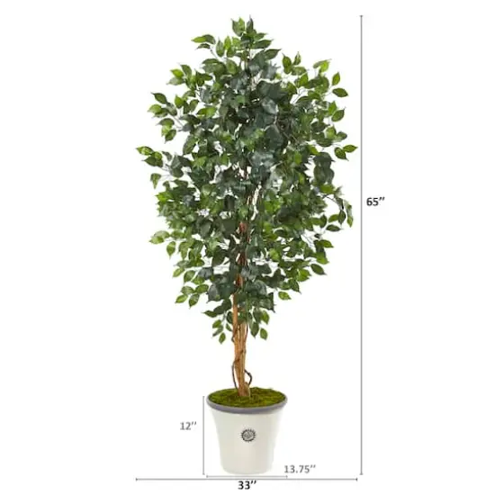 5.5ft. Ficus Tree in Decorative Planter {3}