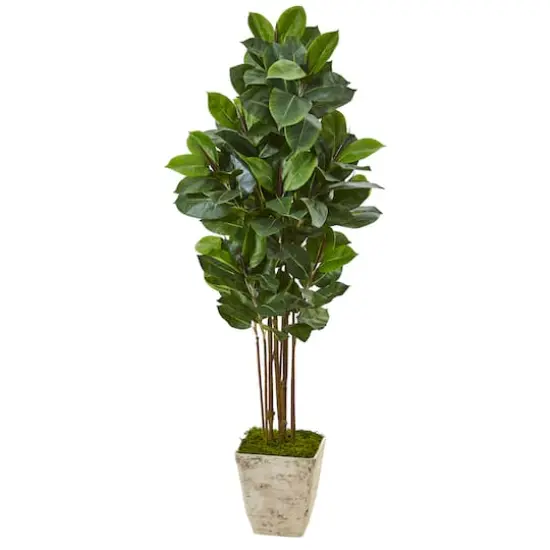 5.5ft. Rubber Tree in Country White Planter {1}
