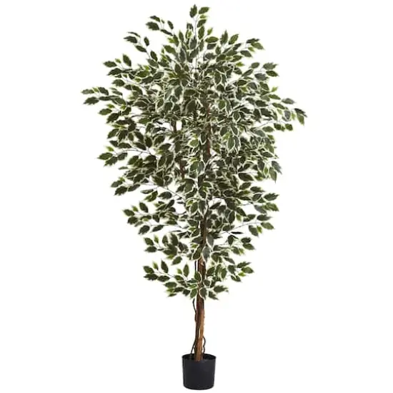 6ft. Potted Hawaiian Ficus Tree {1}