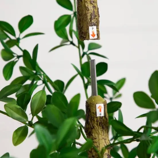 7ft. Artificial Shady Lady Black Olive Tree {7}