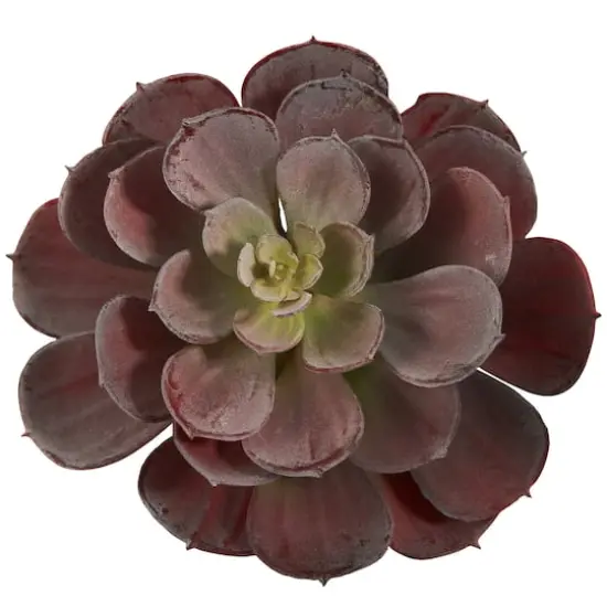 Burgundy Echeveria Succulent Pick, 12ct. {4}