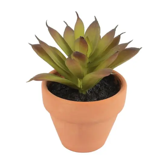 Mini Premade Succulents in Terra Cotta Pots, 6ct. by Ashland&reg; Dark Green {6}