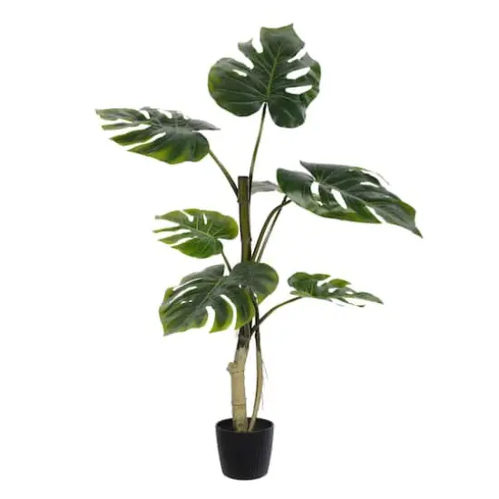 3ft. Potted Split Leaf Philodendron {1}