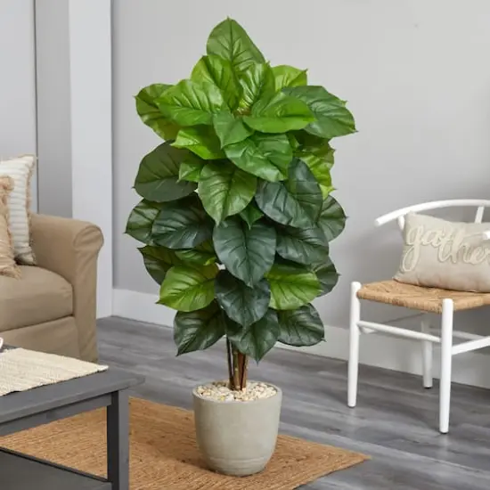 4.5ft. Philodendron in Sand Stone Planter {3}